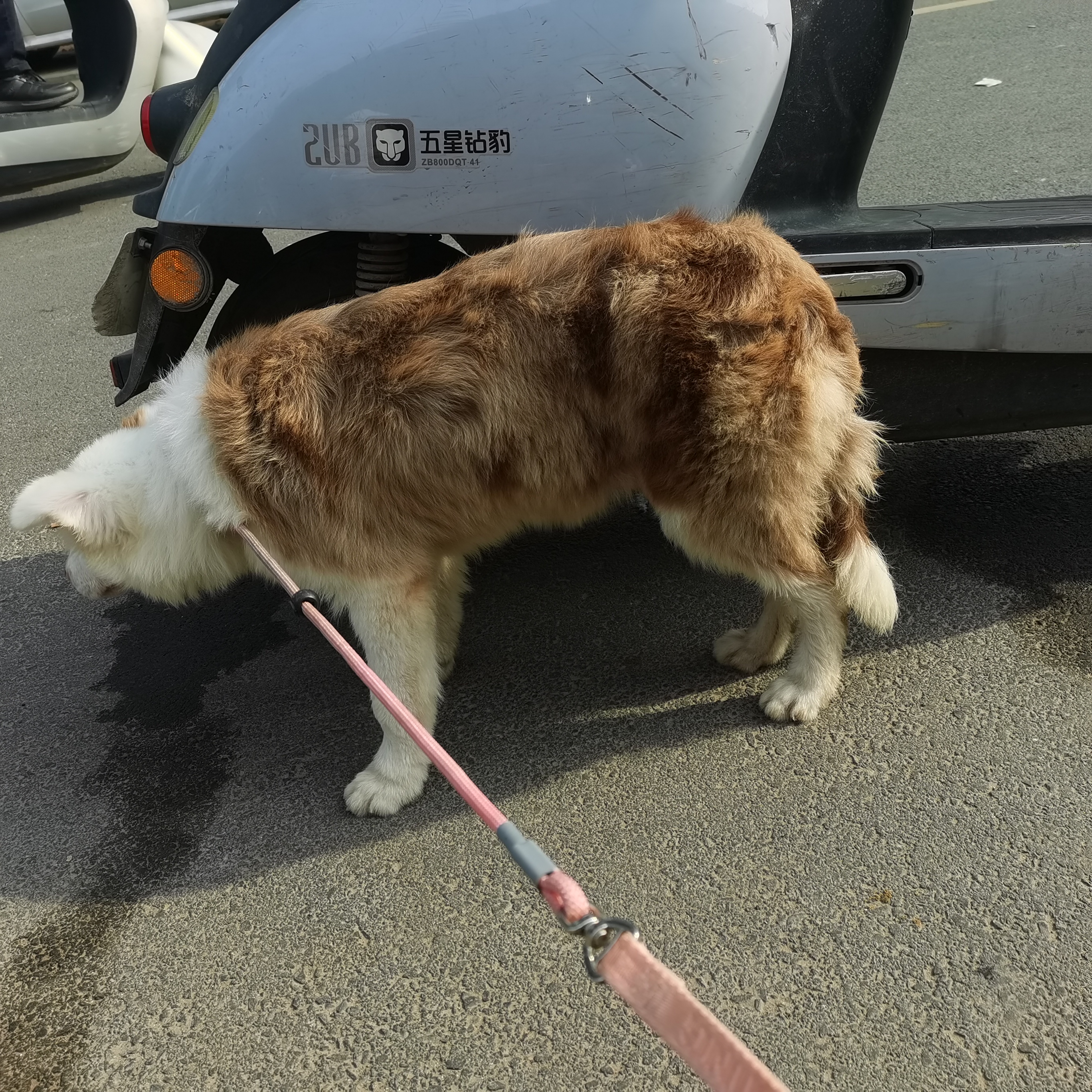 有意者联系直降300，直降300元，有疫苗本，海红陨石海盗异瞳（鸳鸯眼）